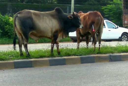bull 7sep18 1